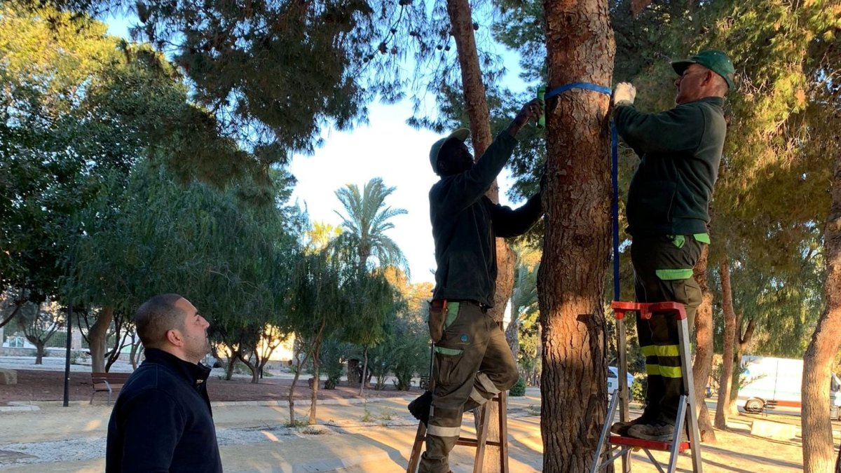 Instalación de las bolsas trampa en los árboles de los parques cuevanos.