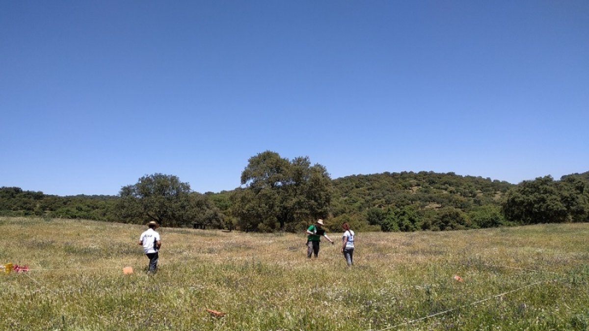Muestras de pasto y mediciones de reflectancia /Fundación Descubre