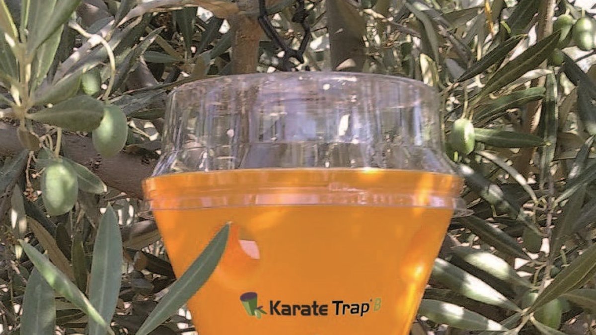 KarateTrap®B de Syngenta en un olivar