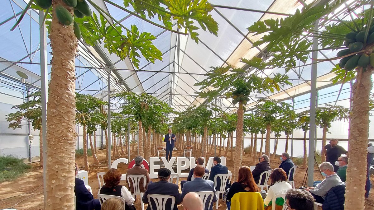 La jornada de análisis se realizó en un invernadero de papaya en Las Palmerillas