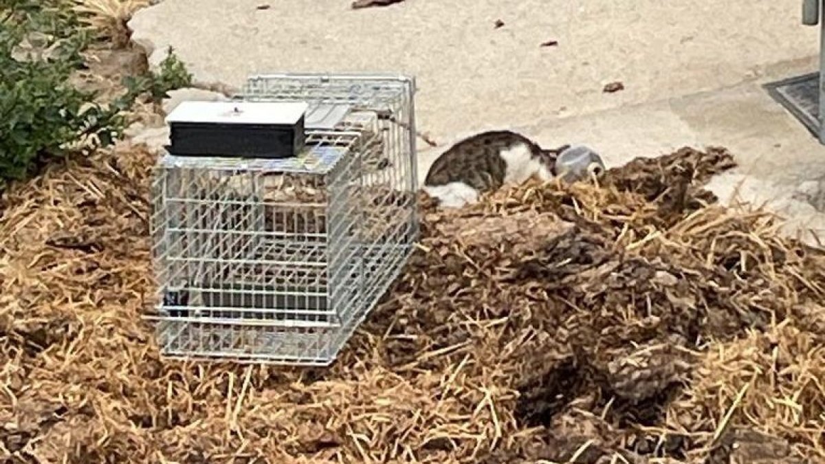Imagen del rescate del felino para su traslado al hospital veterinario.