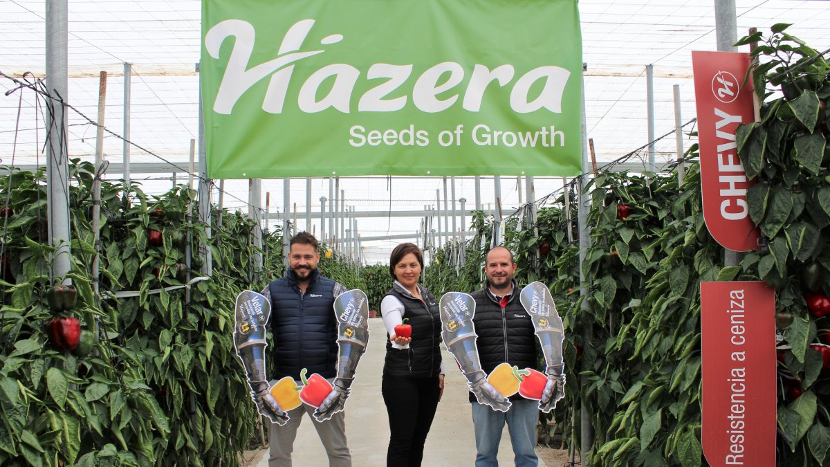 Parte de equipo técnico de pimiento Hazera España.