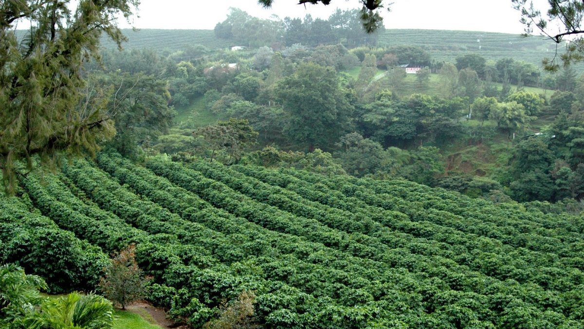 Plantación de Café en Centro América.