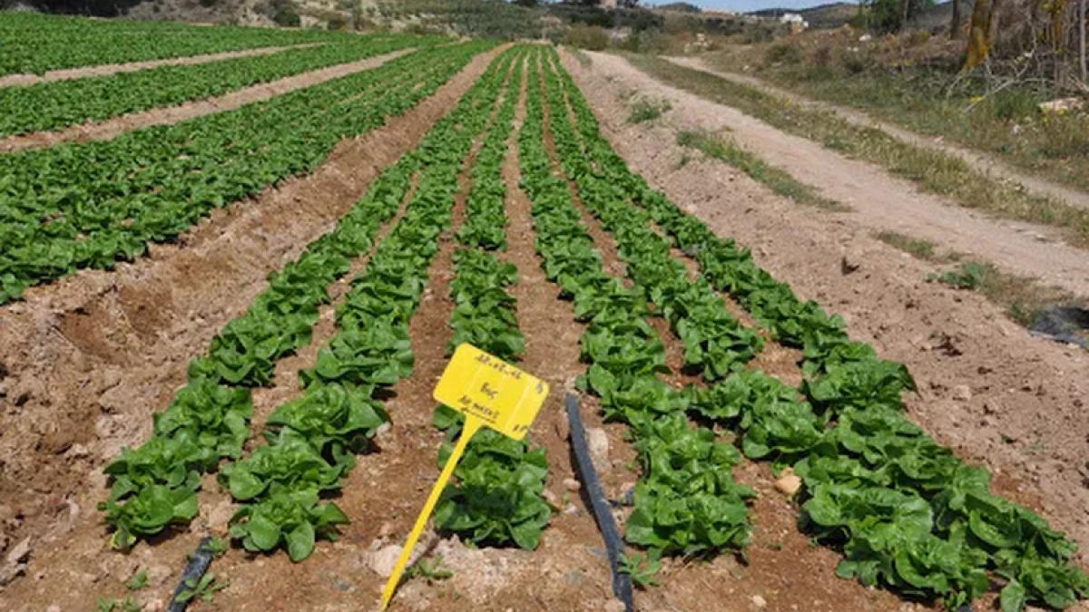 El agua es vida, cuídala es el lema de este año de la Federación de Regantes.
