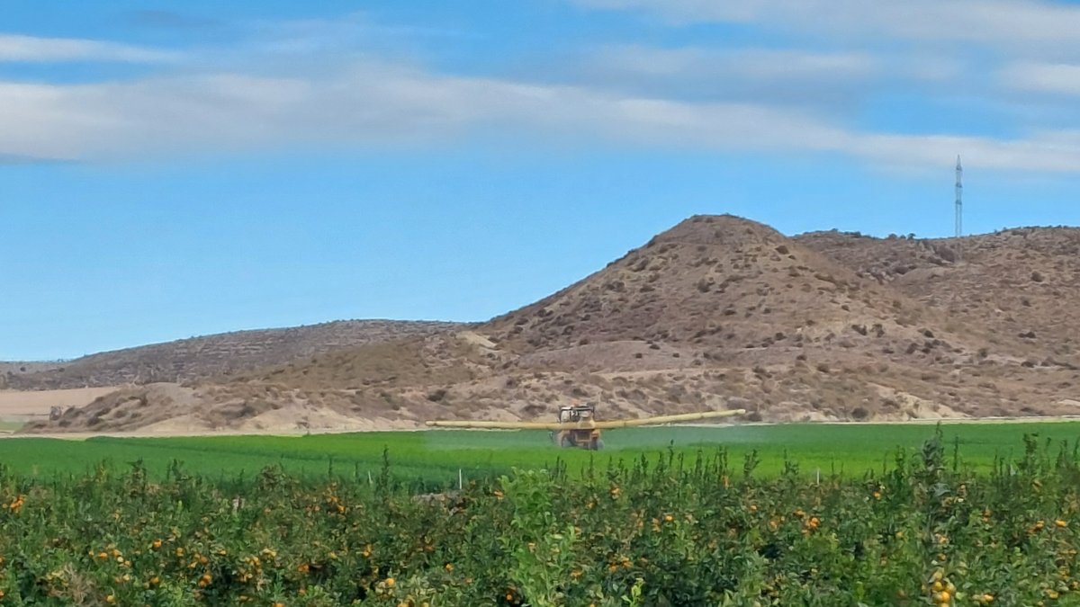 Cultivo de cítricos y lechuga en Pulpí.