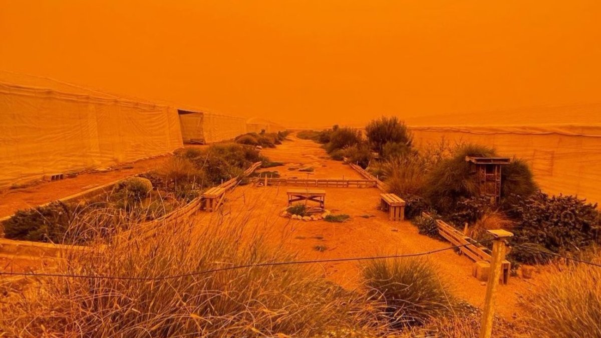 La calima ha afectado a los invernaderos al impedir la entrada de la luz solar
