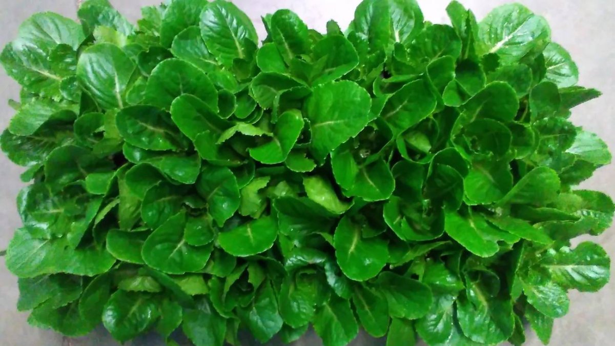 Estas lechugas producen una hormona que estimula la formación de hueso. Kevin Yates