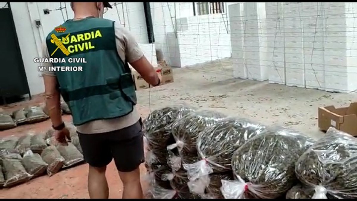 Plantas incautadas por la Guardia Civil.