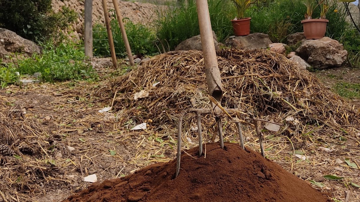 Restos de café en los huertos de Almócita.
