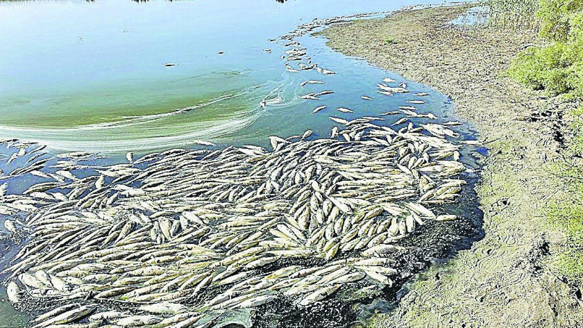 Descubren la causa de la muerte de los peces de la Rambla Morales.