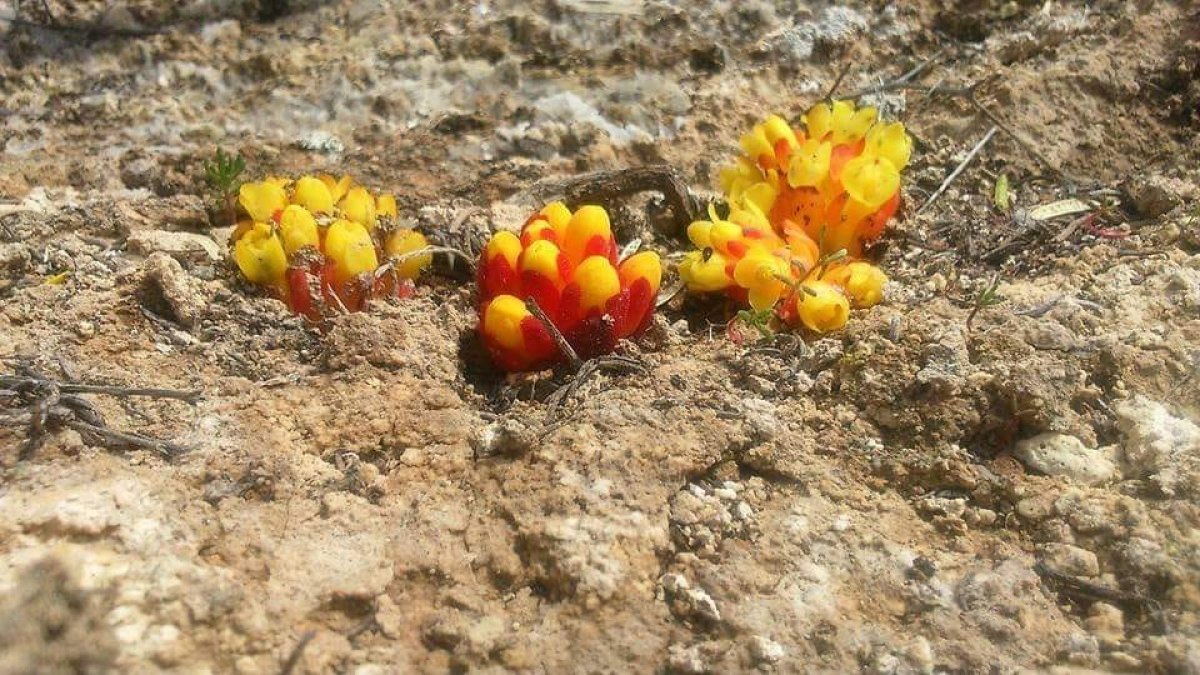Es muy difícil encontrar en zonas secas. Foto de Antonio Rubio.