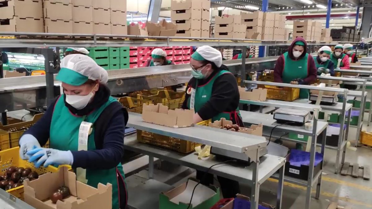 Uso de mascarilla en almacenes de manipulado