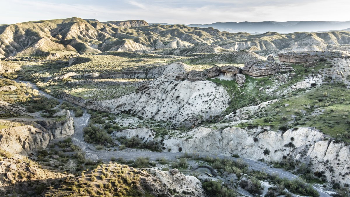 Una imagen que se repite poco, el desierto de Almería teñido de verde