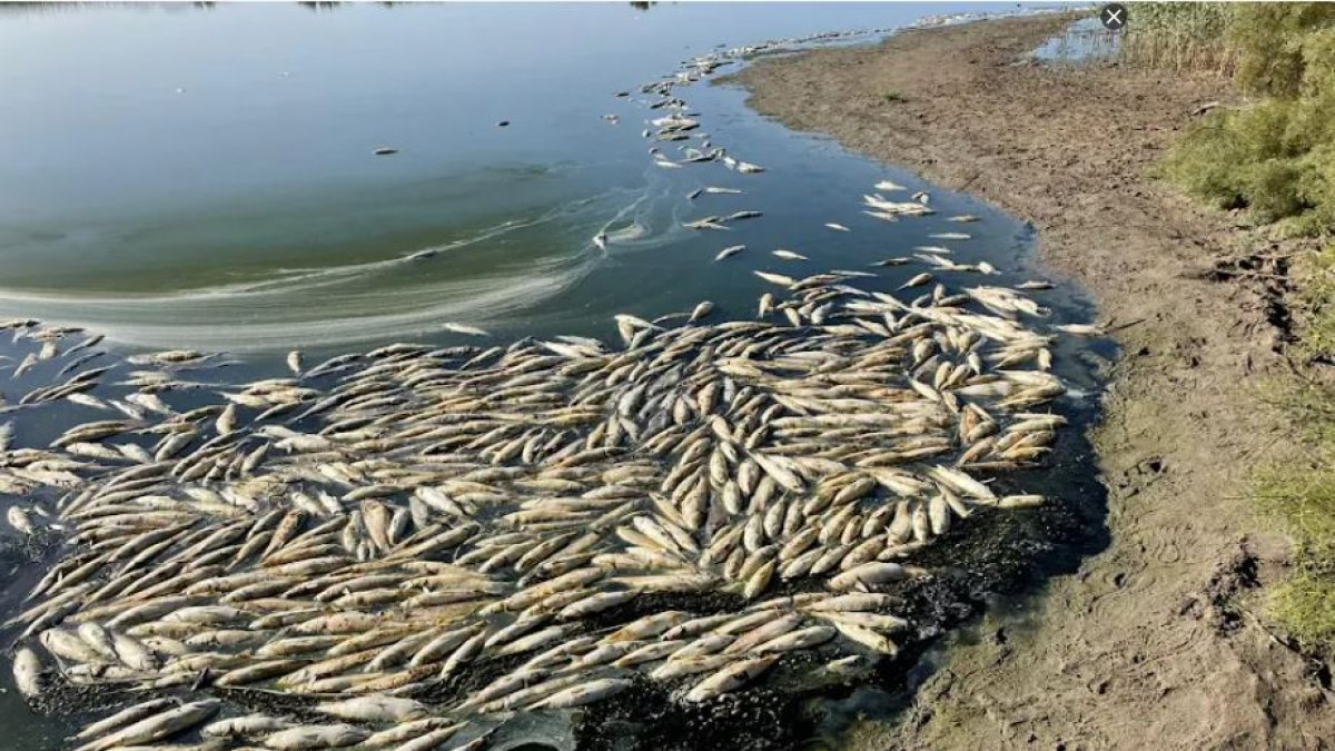 Peces muertos flotando en las aguas de la laguna de Rambla Morales.