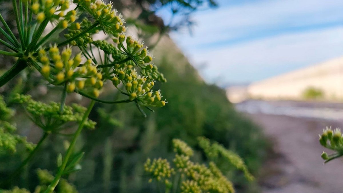 Aplicación de control conservativo para mejorar el control biológico de plagas.