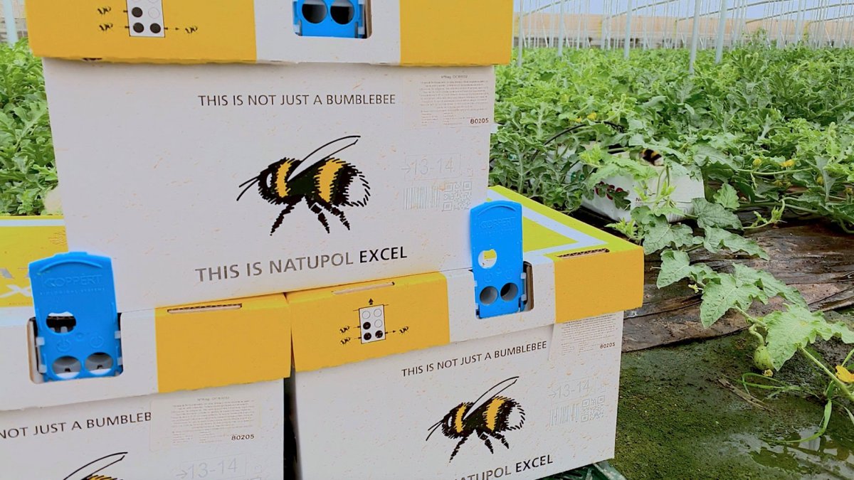 Koppert confirma los buenos resultados obtenidos  con las colmenas Natupol Excel.