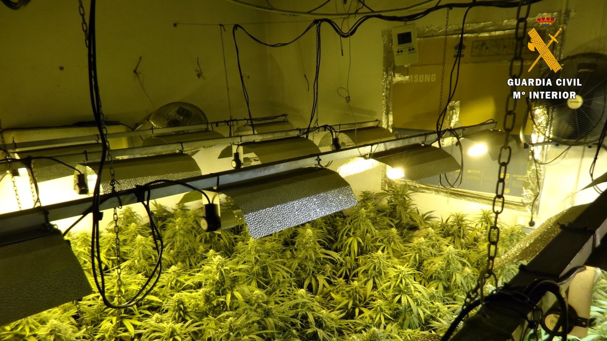 Las plantas de marihuana encontradas en Gérgal.