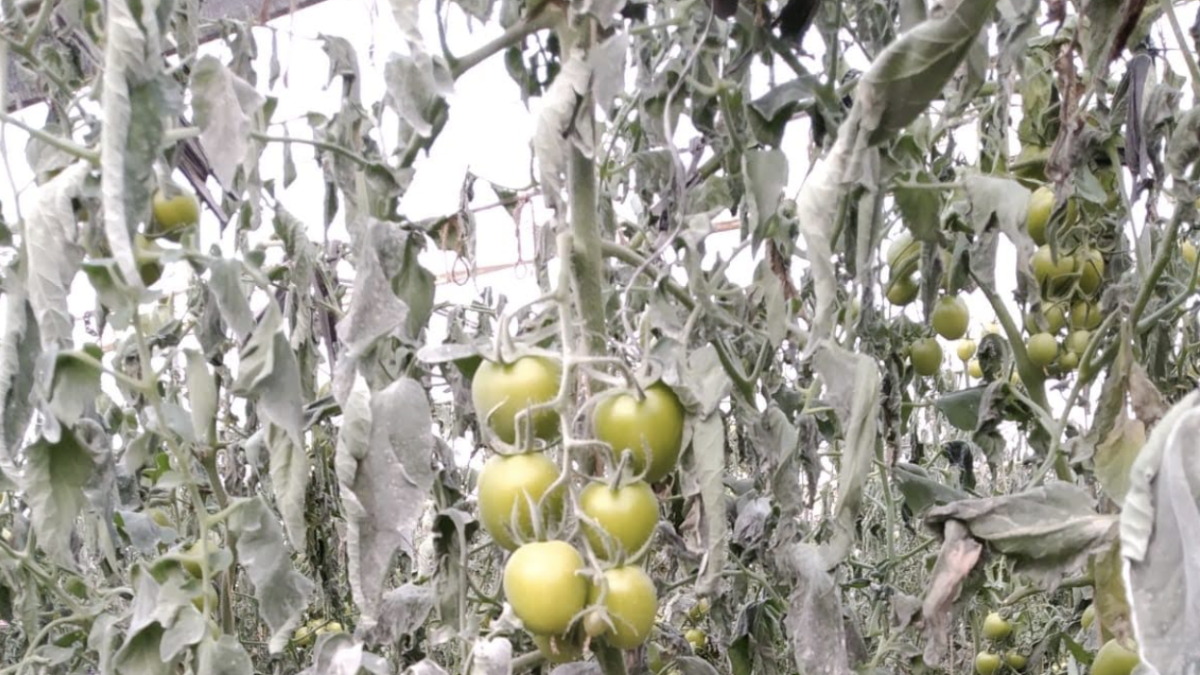 Efectos de las heladas de primavera el año pasado