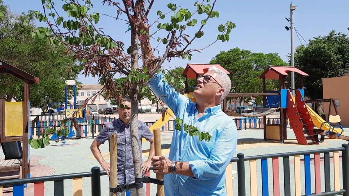 Plantación de árboles (Huércal de Almería).