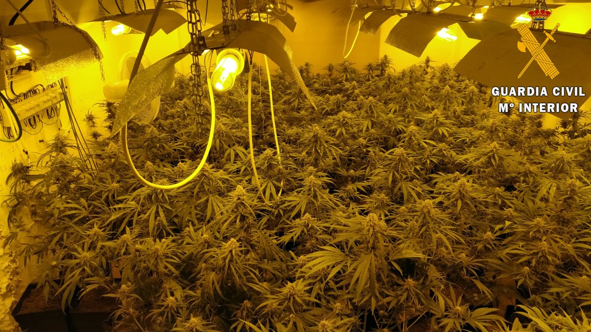 Imagen del cultivo indoor en Tabernas.