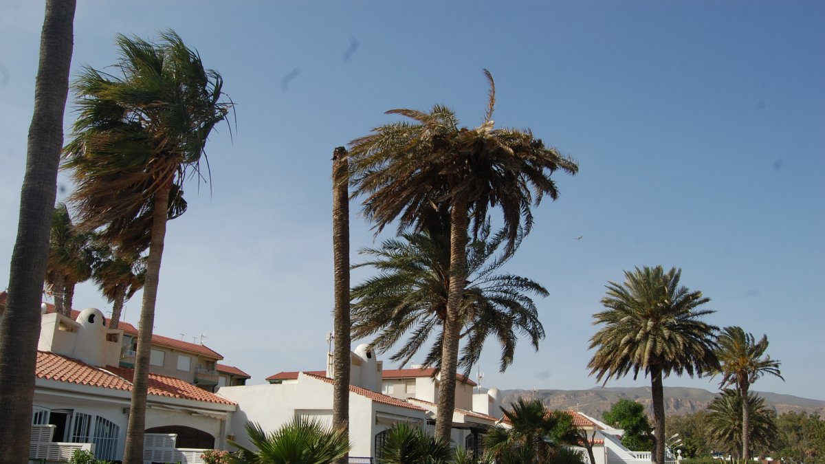 La palmera adyacente fue cortada tiempo atrás al estar completamente hueca por el efecto del picudo. Foto de V.N.