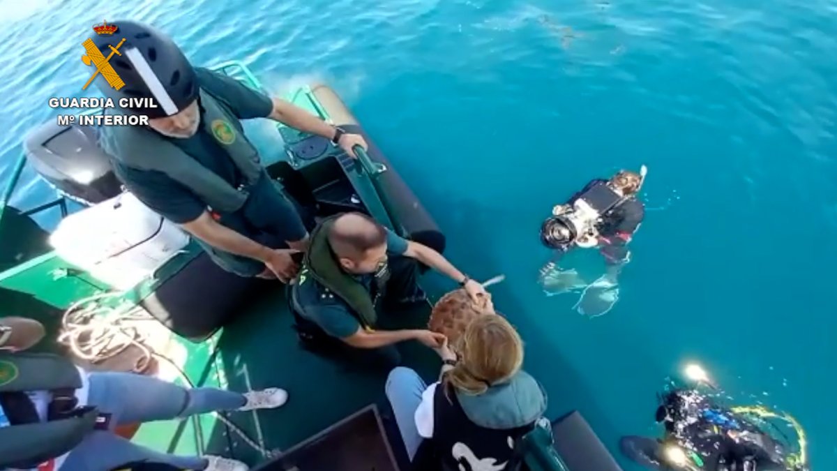 Suelta de las tortugas.