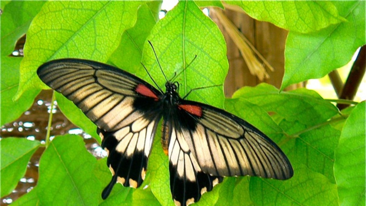 Mariposa Papilio en el jardín.