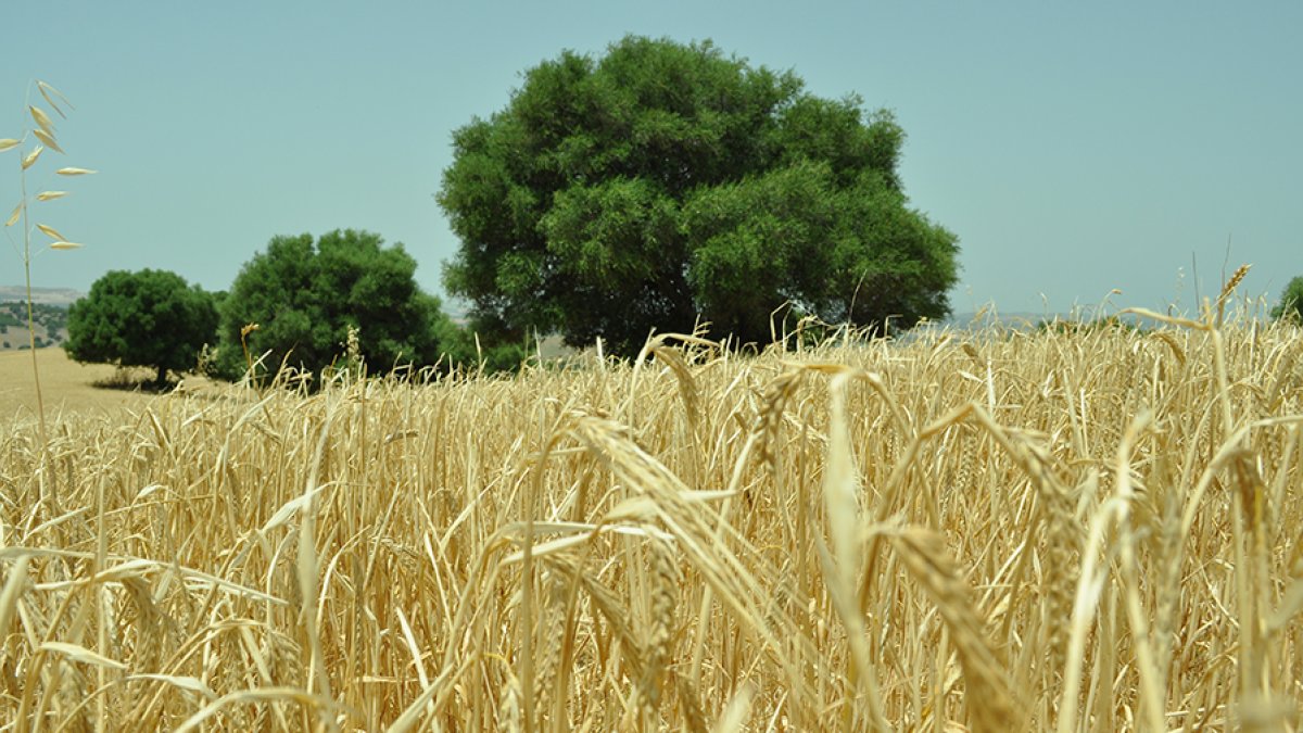 Plantación de trigo
