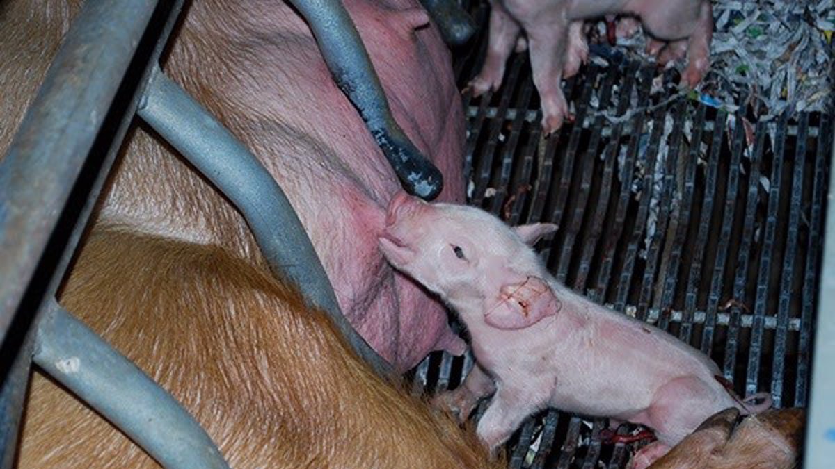 Foto de archivo de un lechón.