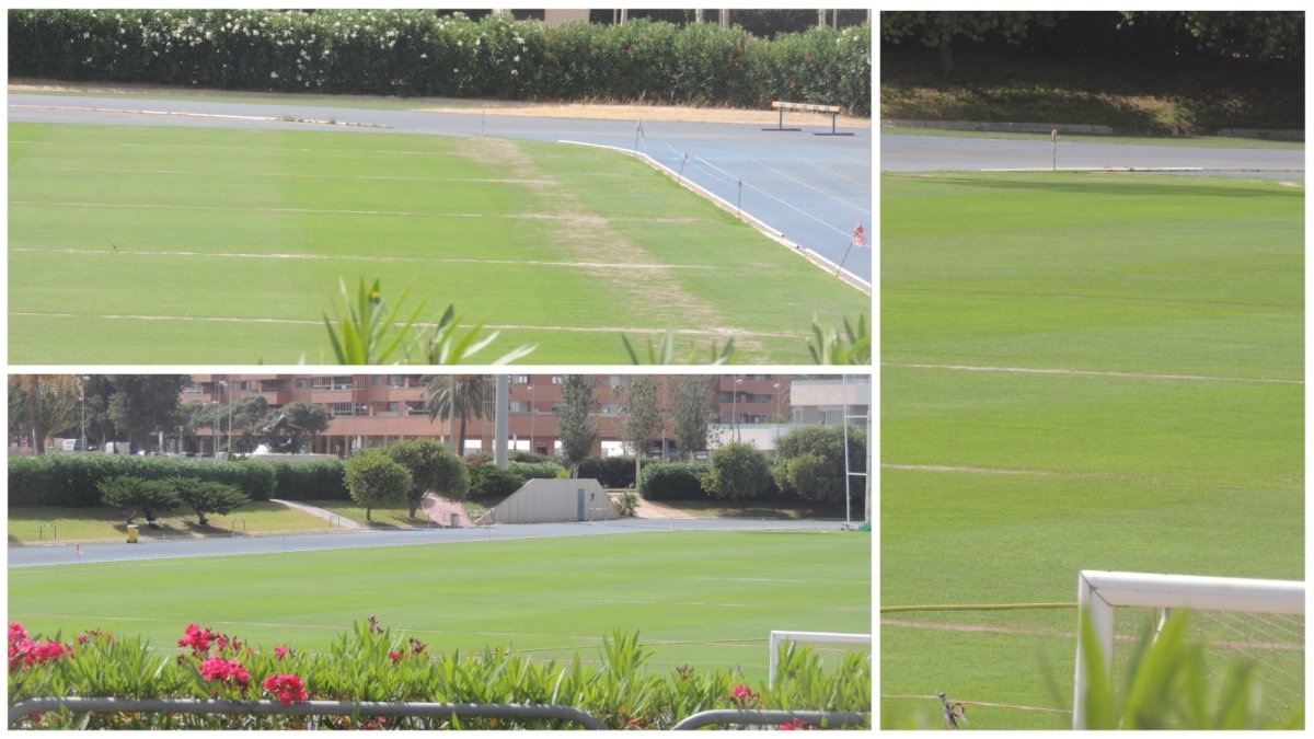 Aspecto del céspes del campo Anexo este viernes 17 de junio.