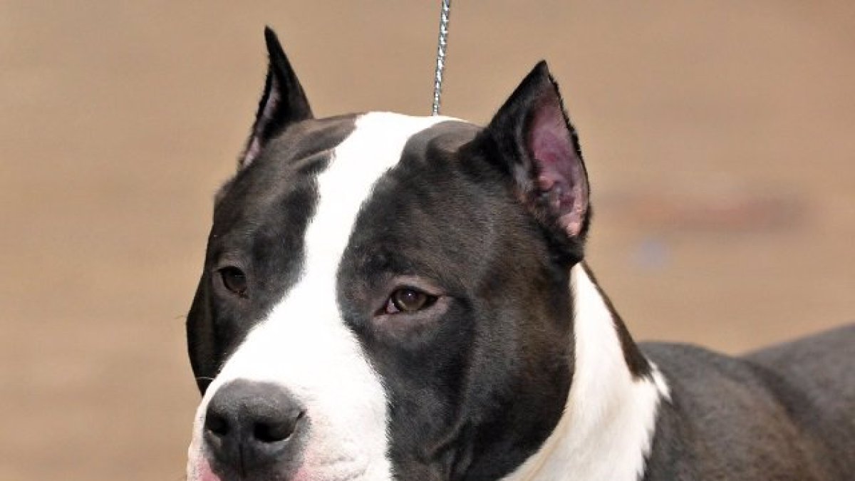 Imagen de archivo de un perro de raza American Stanford.