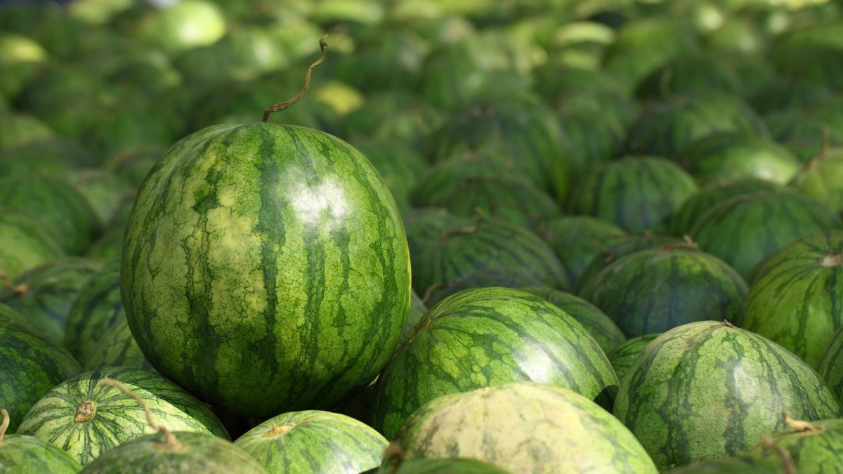 Ya se ha iniciado la recolección de la sandía cultivada al aire libre