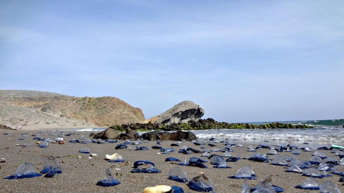 Un gran número de medusas en la playa de Mónsul, en una imagen de archivo.