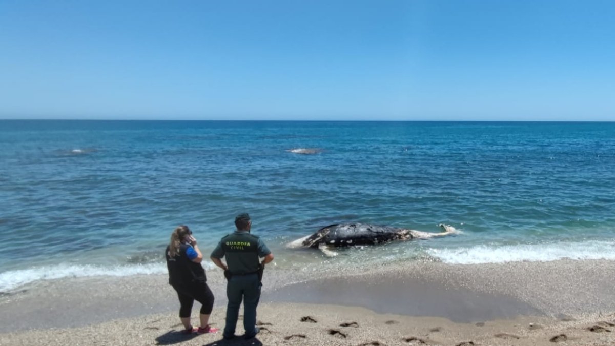 Imagen del zifio de Cuvier.