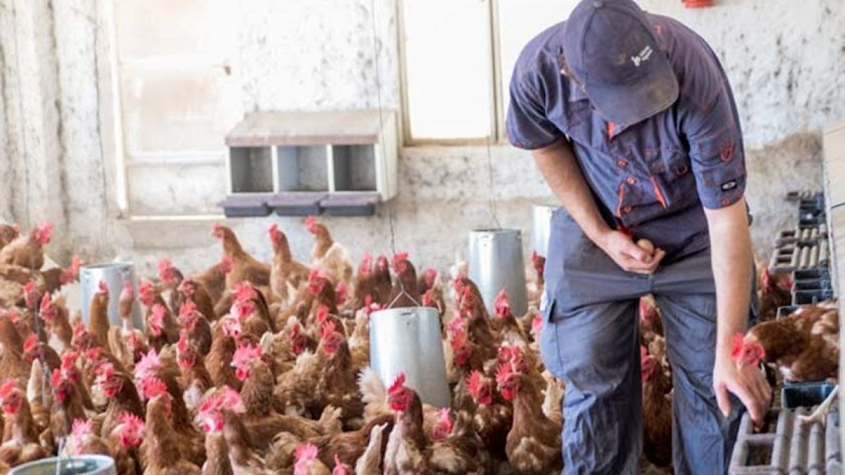 Imagen de archivo de una granja de pollos.