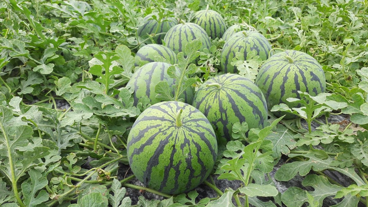 Sandia bio de Campojoyma