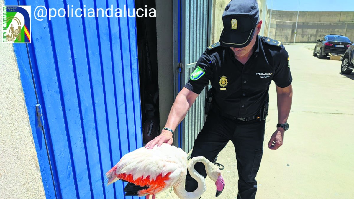 Ejemplar de flamenco rescatado ayer por la Policía en la localidad de Carboneras