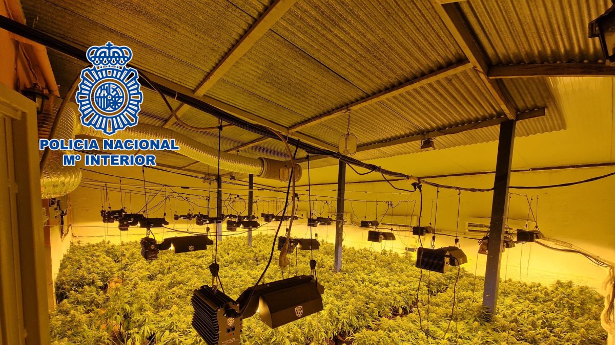 Inmensa plantación de marihuana.