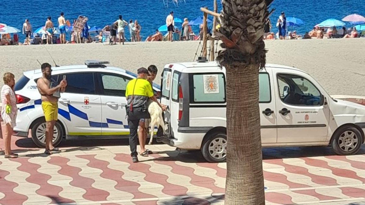 La cabra siendo trasladada por agentes de la Policía Local.