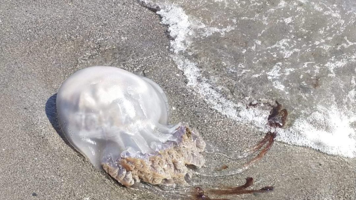 Ejemplar en la orilla de la playa de Punta Entinas, en Almerimar. (FOTO: Noe Fernández).
