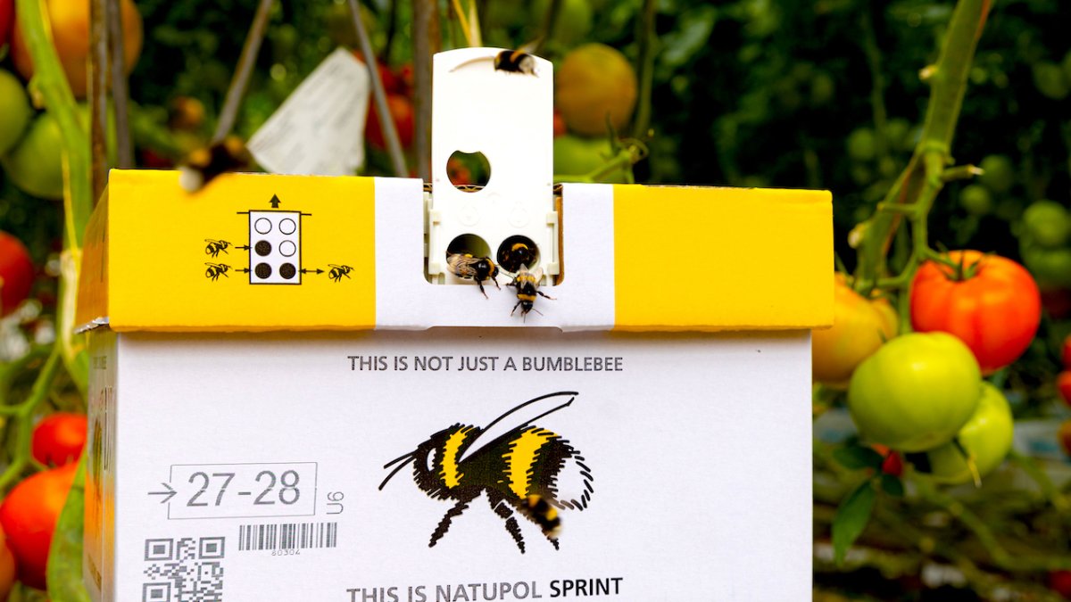 Natupol Sprint® Koppert