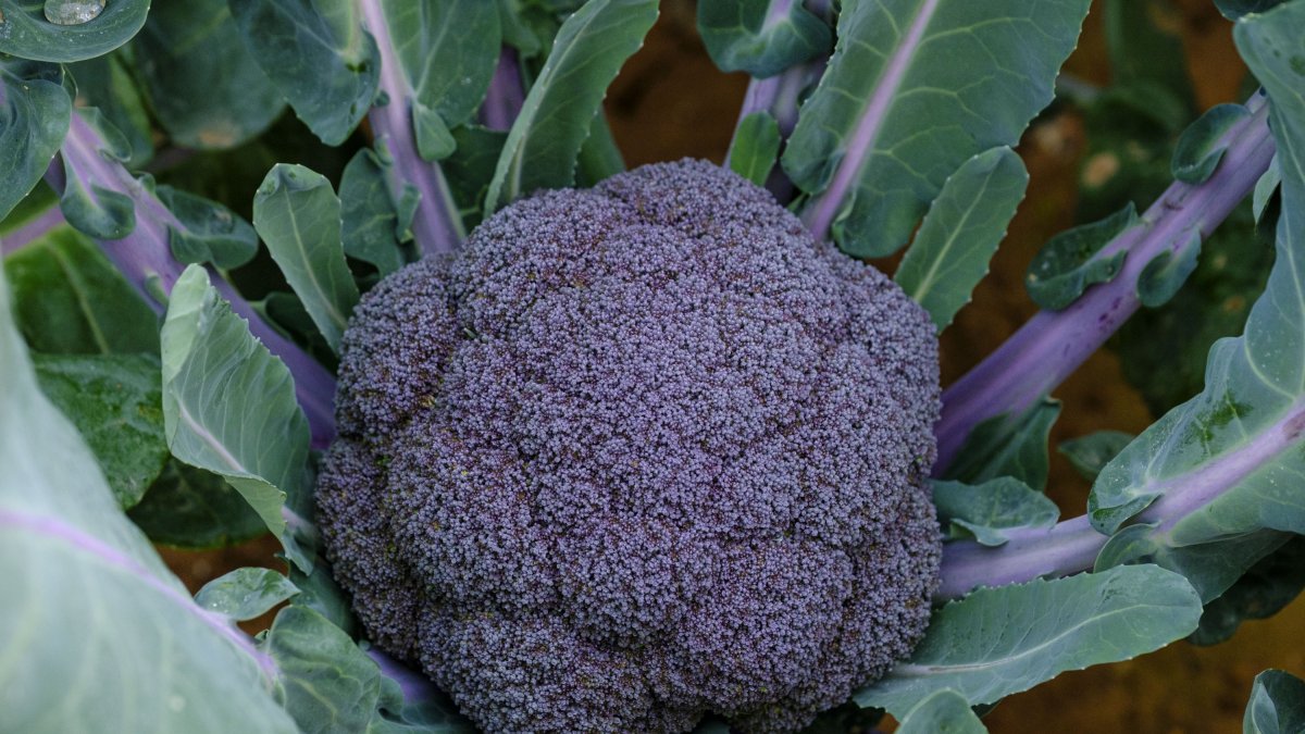 Brocoli morado de Sakata