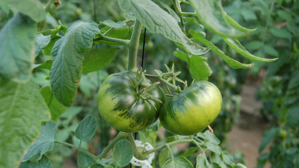 El tomate ha vuelto a dar rentabilidad a los productores almerienses
