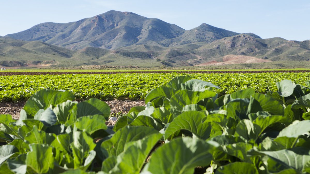 Campo de lechugas de Agrupapulpí, uno de los primeros productores de España.