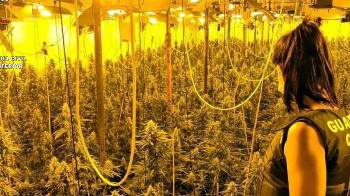 Plantación de marihuana intervenida.