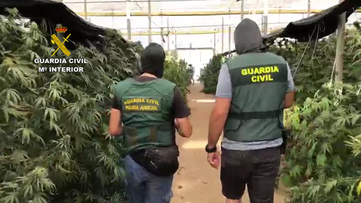 Plantación de cáñamo en Campohermoso