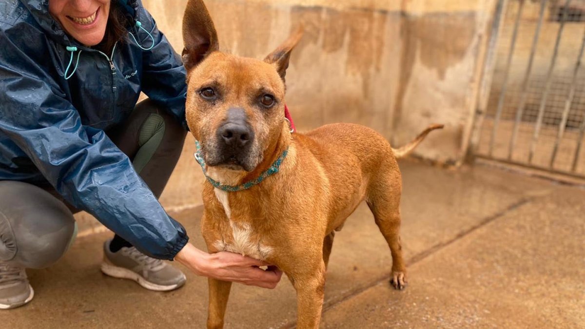 Los centros de protección de animales en la provincia reclaman mayor concienciación entre las personas que decidan tener animales.