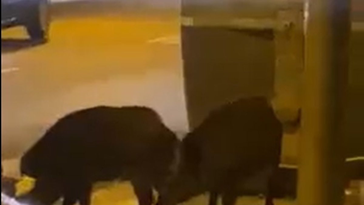 Dos jabalíes comen junto a un contenedor en Almería.