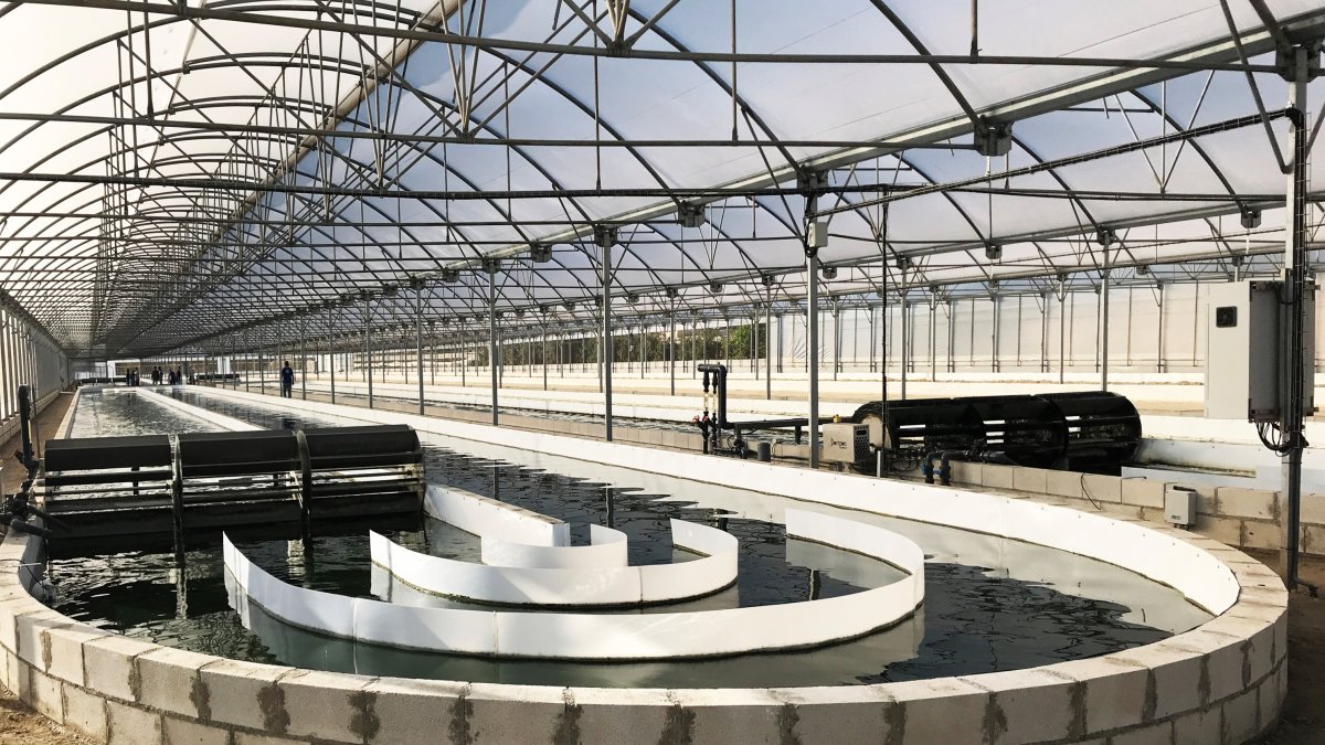 Instalaciones de producción de microalgas de Biorizon Bitech en Almería