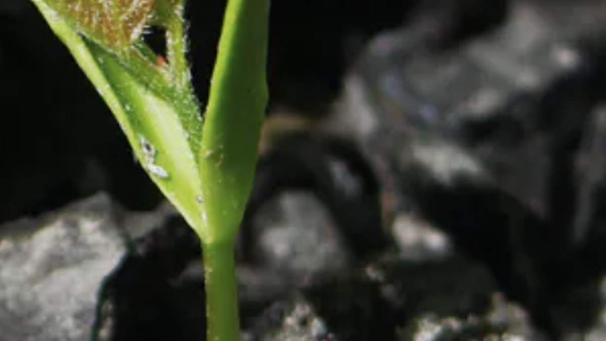 Julia Senkevich / Shutterstock